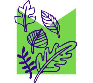 A hand-drawn illustration of some leaves in front a light green M-shaped container