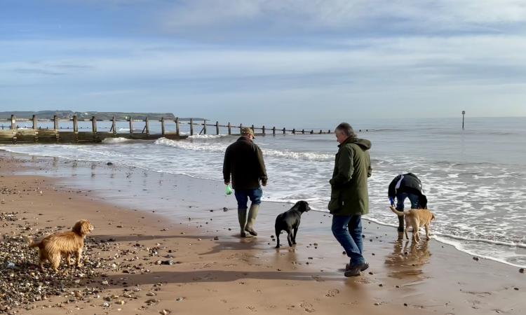 Men walk dogs on beach