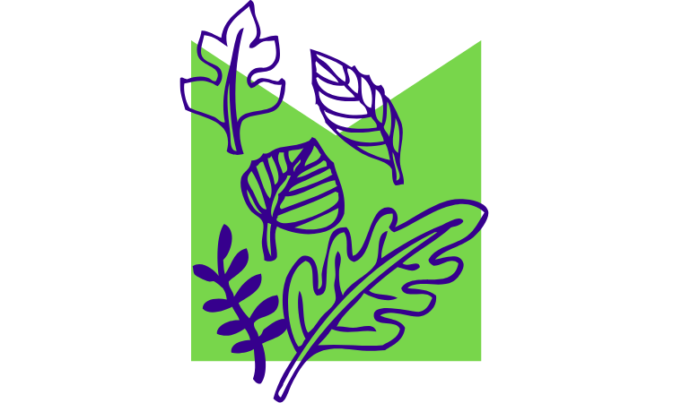 A hand-drawn illustration of some leaves in front a light green M-shaped container