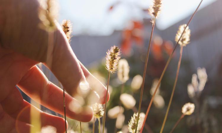 hands in flowers